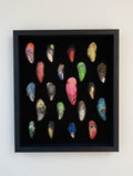 Tofino Shells 2